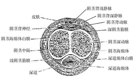 陰莖陰道|人體解剖學/男性生殖器